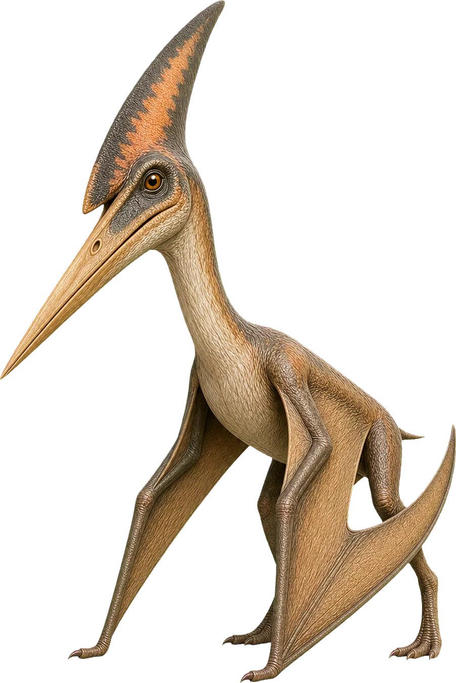 Pteranodon stands with folded wings beside a child and looks lower than its wingspan suggests.